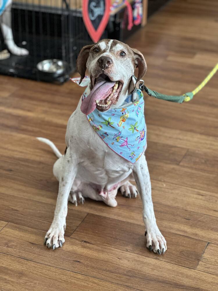 Moose, an adoptable German Shorthaired Pointer in Milton, FL, 32583 | Photo Image 1