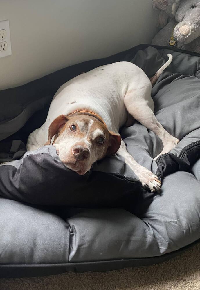 Moose, an adoptable German Shorthaired Pointer in Milton, FL, 32583 | Photo Image 2