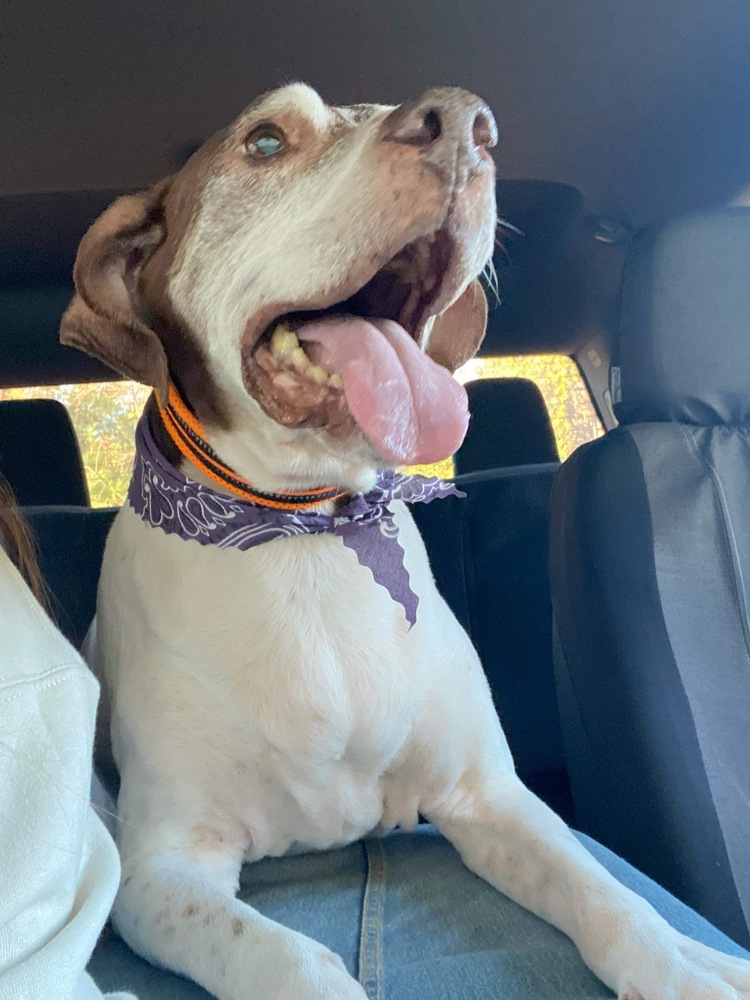 Moose, an adoptable German Shorthaired Pointer in Milton, FL, 32583 | Photo Image 4