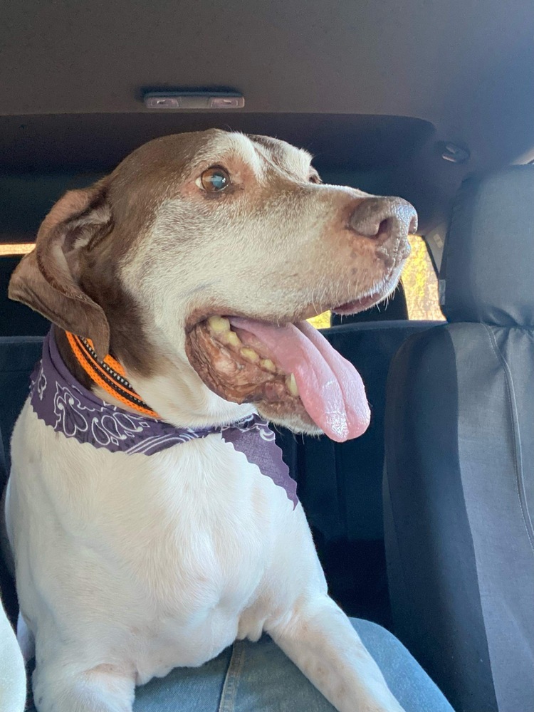 Moose, an adoptable German Shorthaired Pointer in Milton, FL, 32583 | Photo Image 5