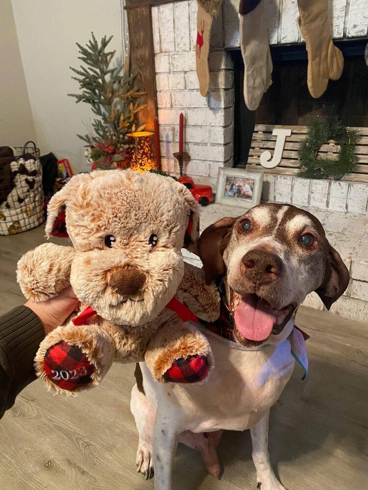 Moose, an adoptable German Shorthaired Pointer in Milton, FL, 32583 | Photo Image 6