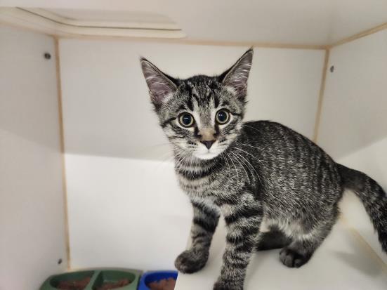 SLIGHTLY, an adoptable Domestic Short Hair in Saskatoon, SK, S7K 3S9 | Photo Image 1