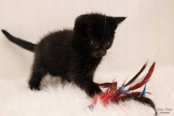 QUILTON, an adoptable Domestic Short Hair in Saskatoon, SK, S7K 3S9 | Photo Image 1