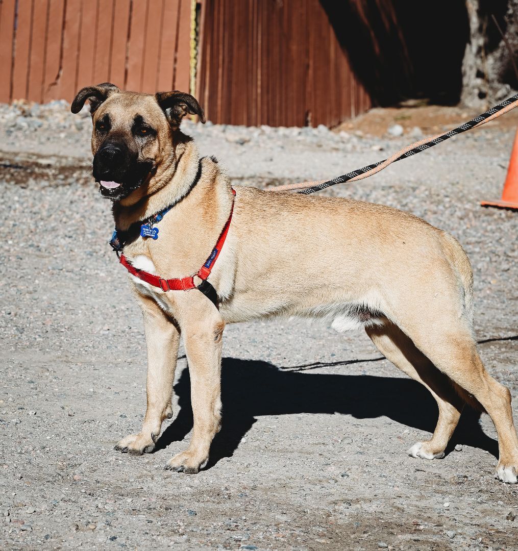 Tucker, an adoptable Shepherd in Pueblo, CO, 81001 | Photo Image 2