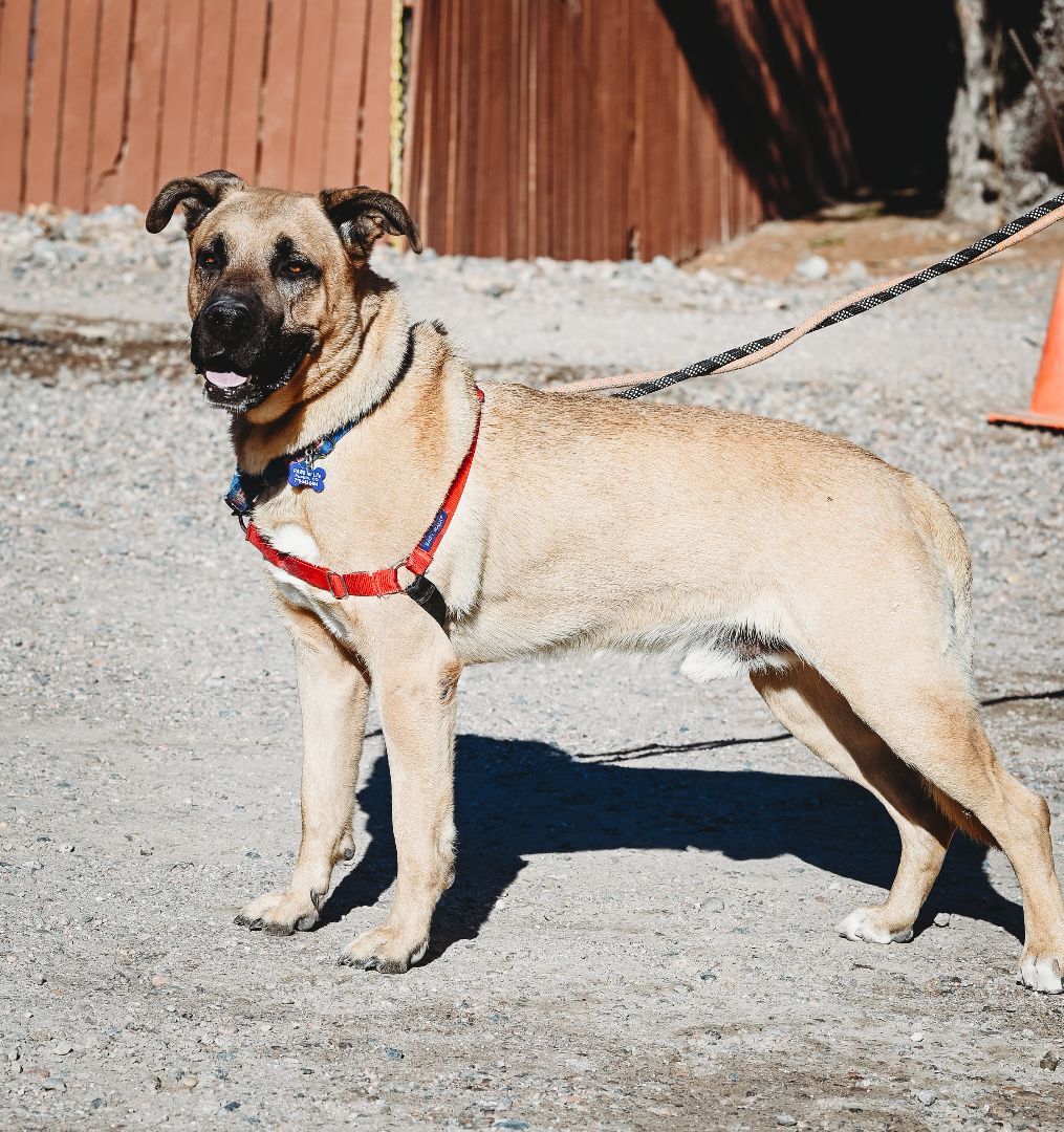 Tucker, an adoptable Shepherd in Pueblo, CO, 81001 | Photo Image 3