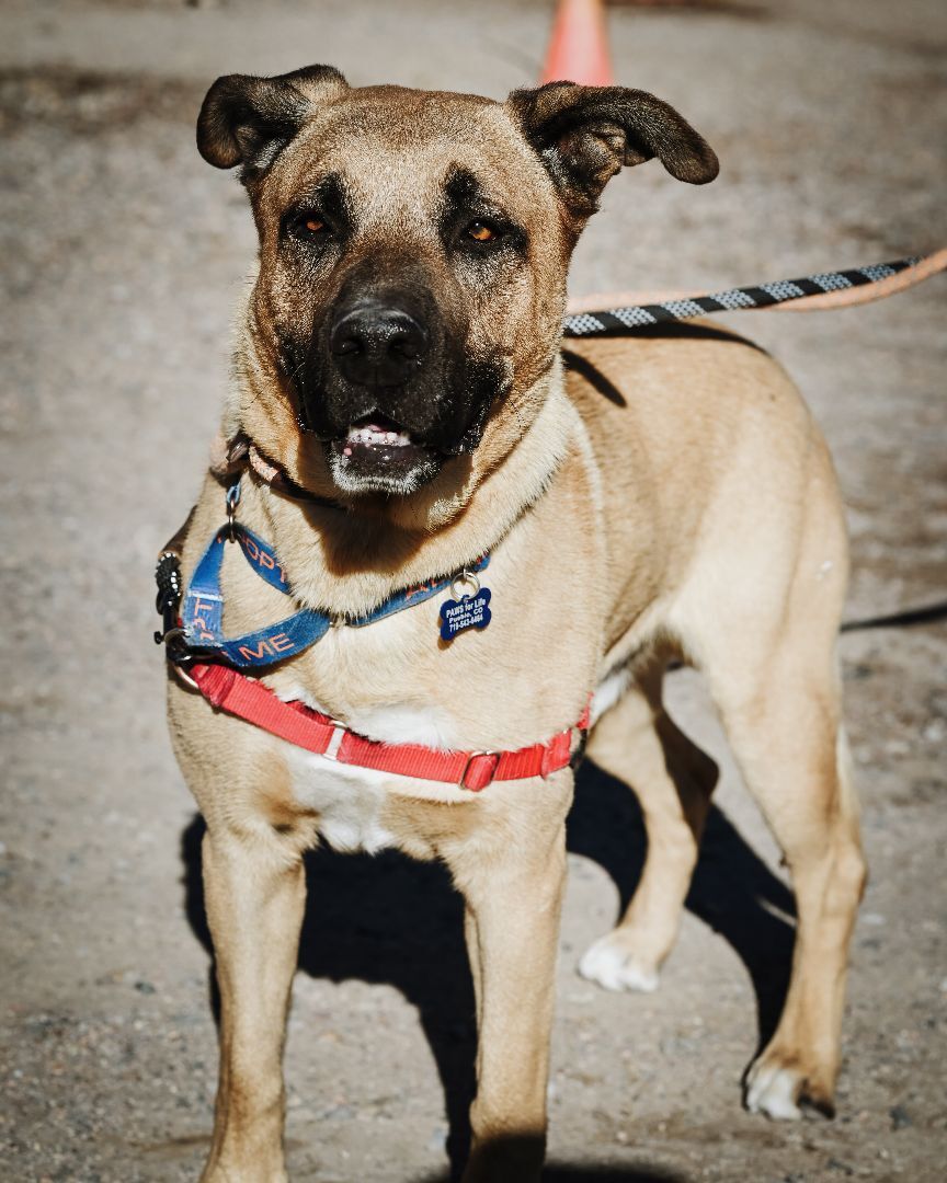 Tucker, an adoptable Shepherd in Pueblo, CO, 81001 | Photo Image 4