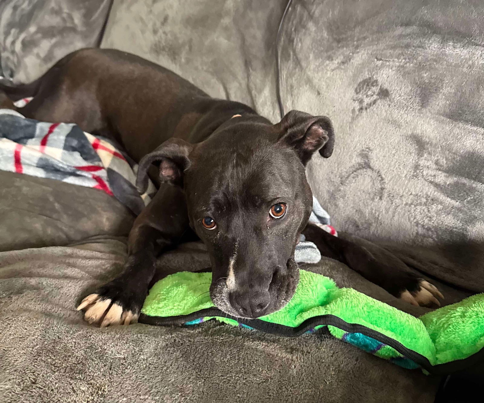 Firefly, an adoptable Pit Bull Terrier in Germantown, OH, 45327 | Photo Image 1