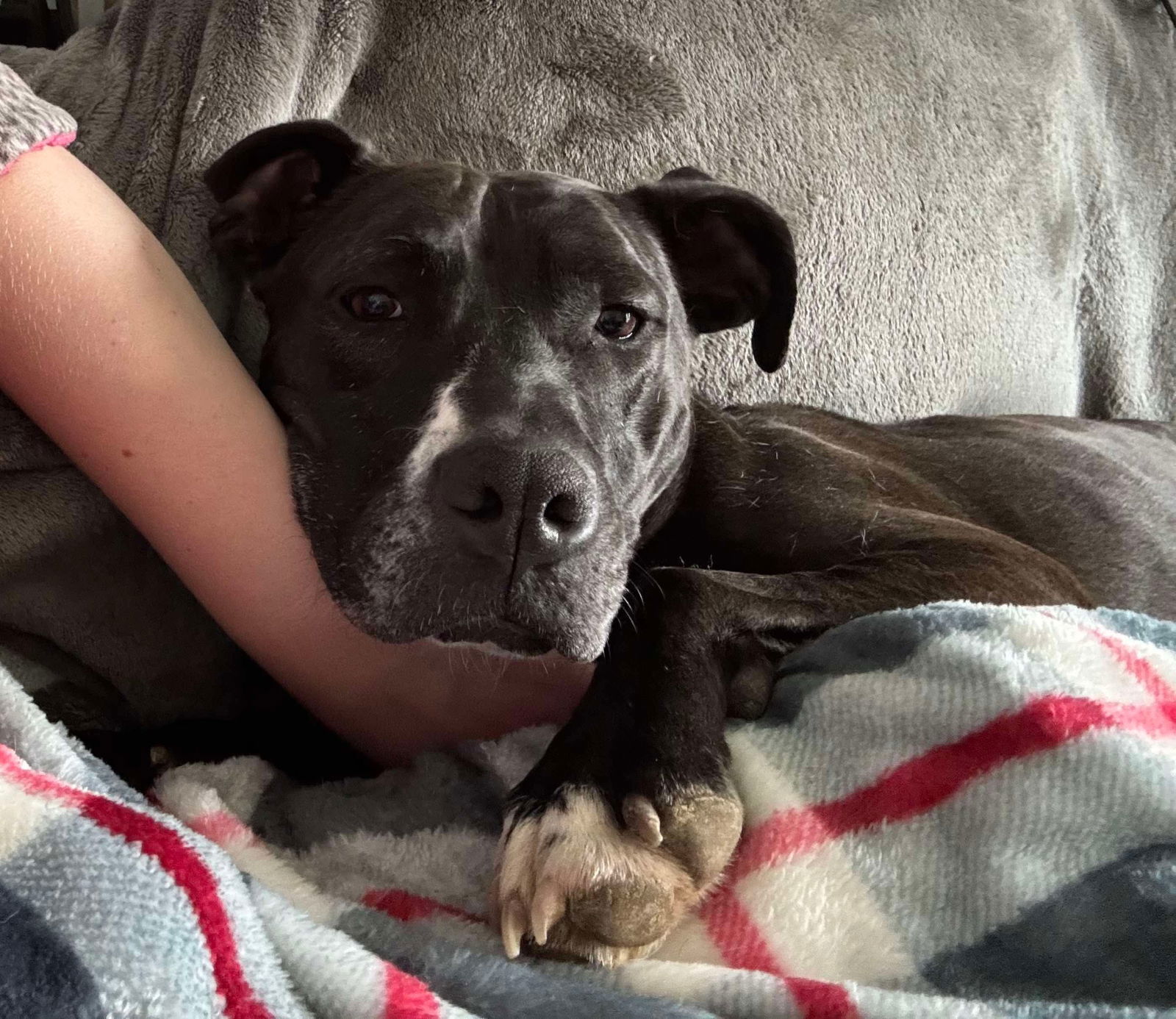 Firefly, an adoptable Pit Bull Terrier in Germantown, OH, 45327 | Photo Image 3