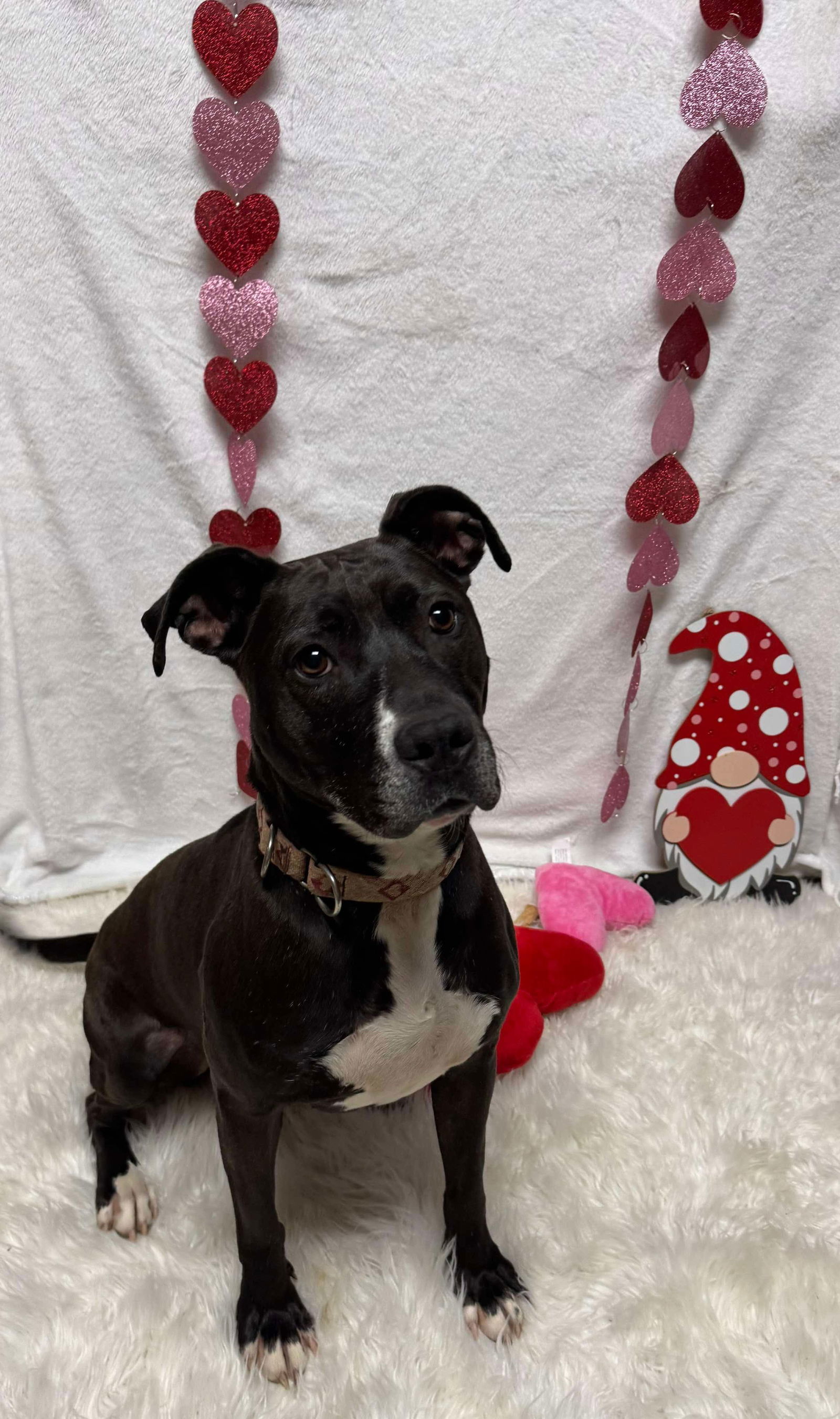 Firefly, an adoptable Pit Bull Terrier in Germantown, OH, 45327 | Photo Image 4