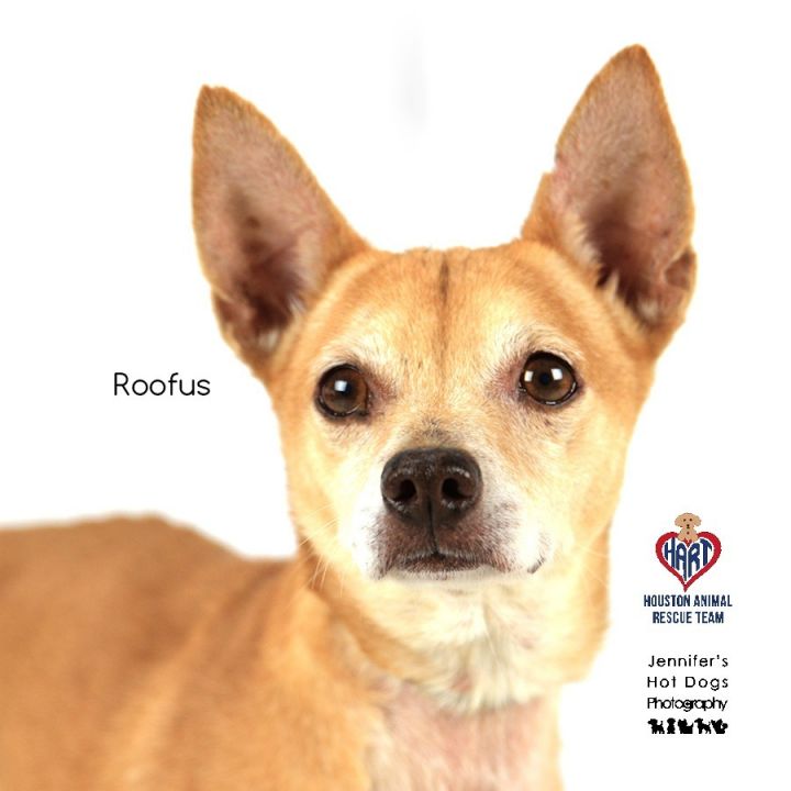 Roofus 1