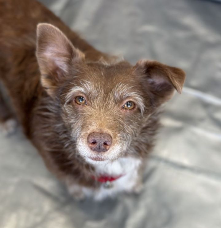 Enano, an adopted Terrier & Corgi Mix in Los Alamitos, CA_image-3