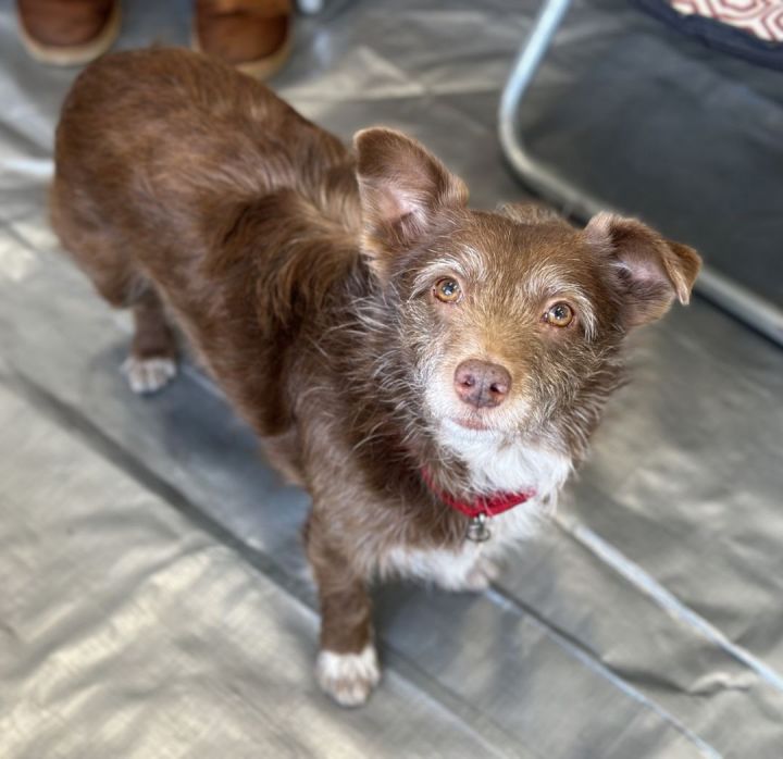 Enano, an adoptable Terrier & Corgi Mix in Los Alamitos, CA_image-4