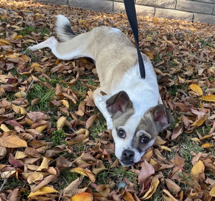 Munchie , an adoptable Pug & Terrier Mix in Los Alamitos, CA_image-5
