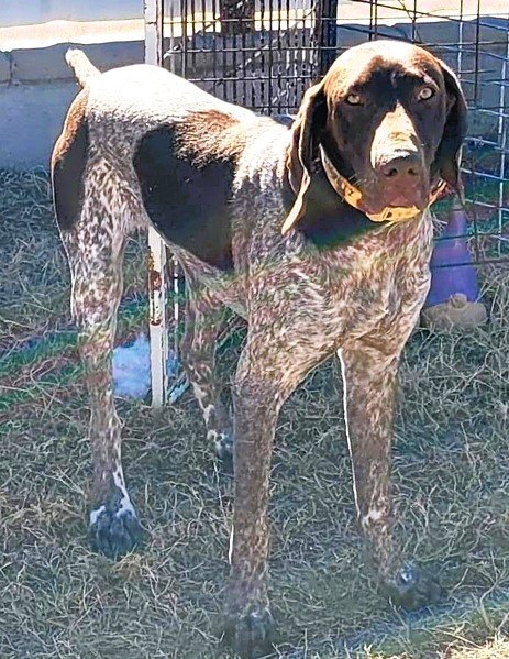 does the german shorthaired pointer have rabies