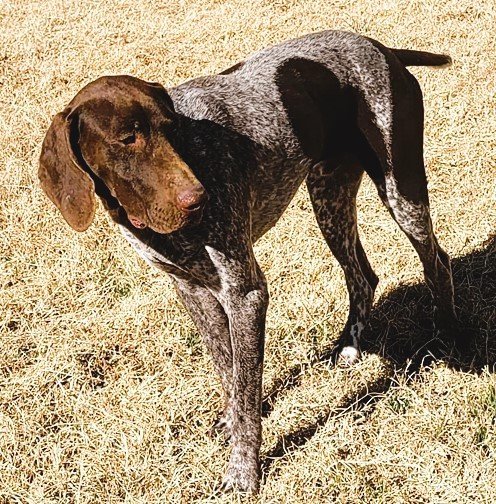 does the german shorthaired pointer have rabies