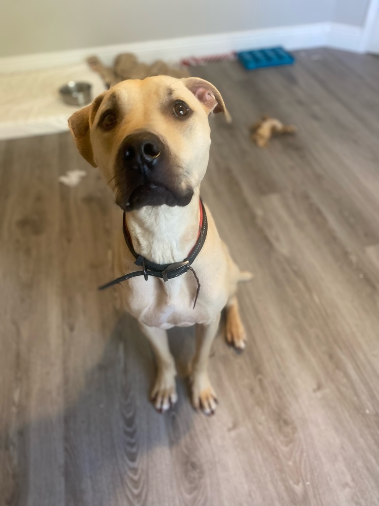 Mustard, an adoptable Black Mouth Cur in Orlando, FL, 32807 | Photo Image 2