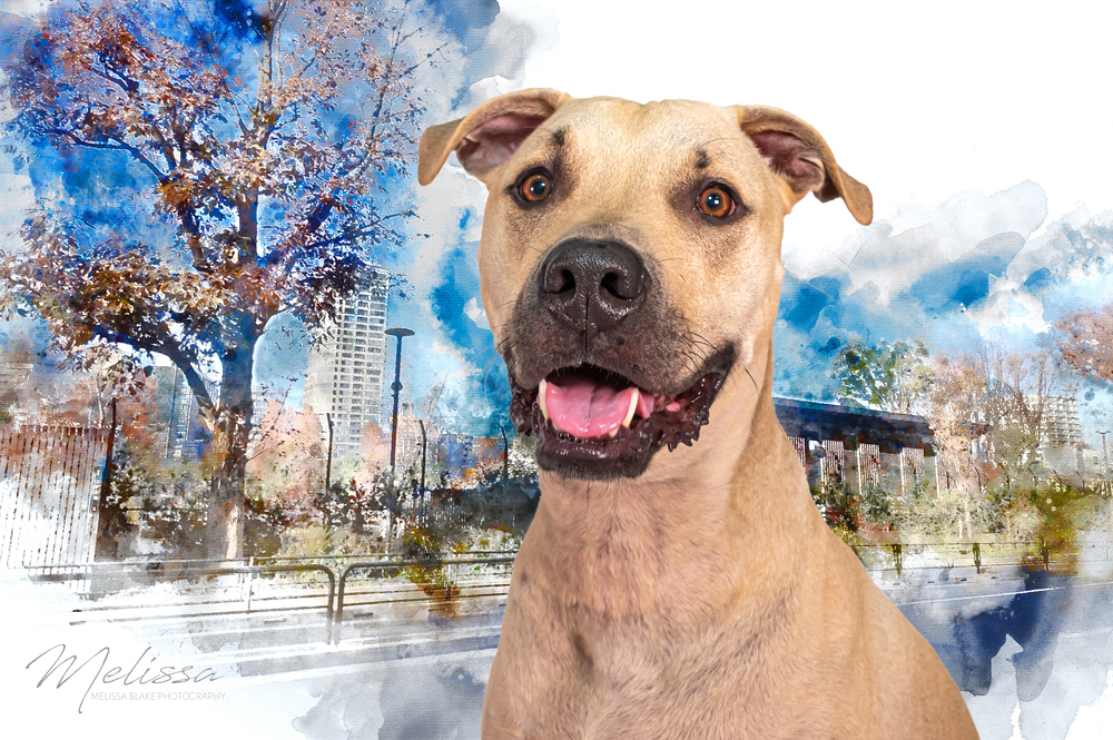 Mustard, an adoptable Black Mouth Cur in Orlando, FL, 32807 | Photo Image 2