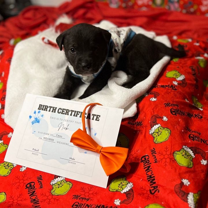 Dog for adoption Nick, a Mixed Breed in Colorado Springs, CO Petfinder