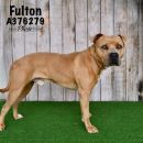 FULTON's profile on Petfinder.com