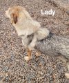 Lady