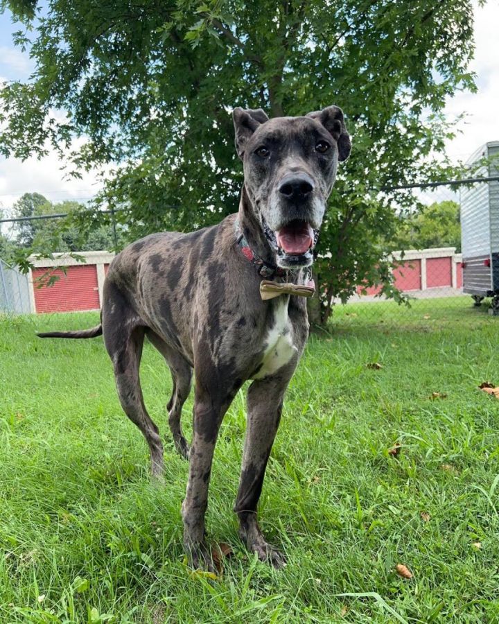 Ridge, an adoptable Great Dane in Knoxville, TN_image-1