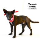YAMMIE's profile on Petfinder.com