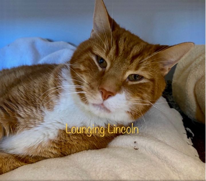 Lincoln, an adoptable Domestic Short Hair in Palatine, IL_image-2