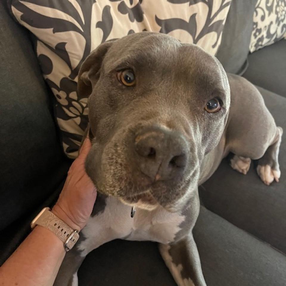 Jessa, an adoptable American Staffordshire Terrier in Kanab, UT, 84741 | Photo Image 4