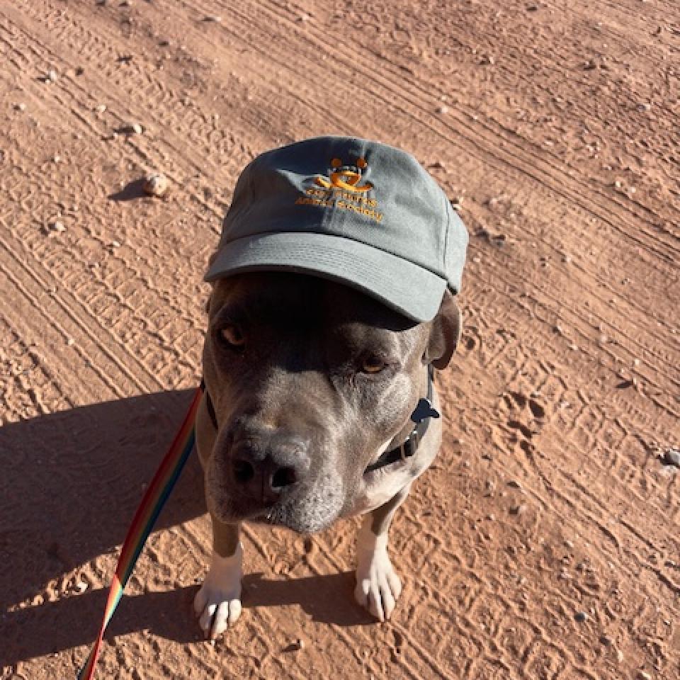 Jessa, an adoptable American Staffordshire Terrier in Kanab, UT, 84741 | Photo Image 5