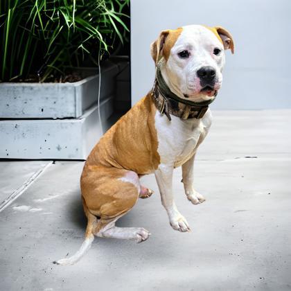 Owen, an adoptable American Bulldog & Terrier Mix in Cumberland, MD_image-1