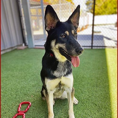 Black and tan store german shepherd mix