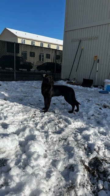 REX, an adopted Black Labrador Retriever in Spokane, WA_image-1