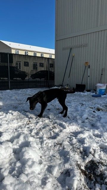 REX, an adopted Black Labrador Retriever in Spokane, WA_image-3