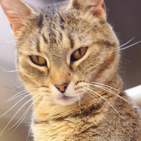 Lacey, an adoptable Domestic Short Hair in Springfield, IL, 62702 | Photo Image 6