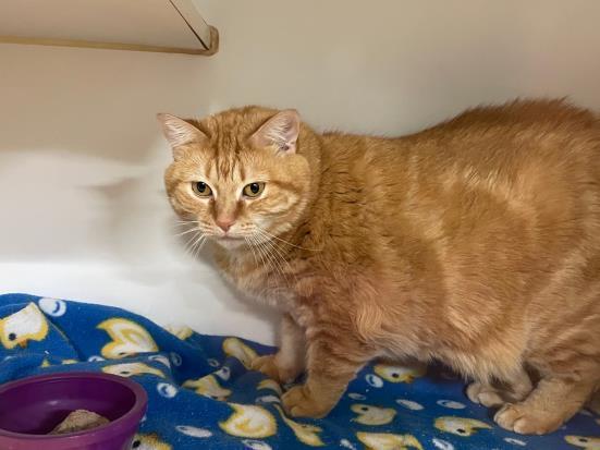 GINGERSNAP, an adoptable Domestic Short Hair in Saskatoon, SK, S7K 3S9 | Photo Image 1