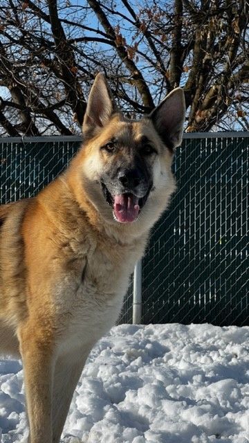 PAWKIE, an adopted German Shepherd Dog in Spokane, WA_image-1