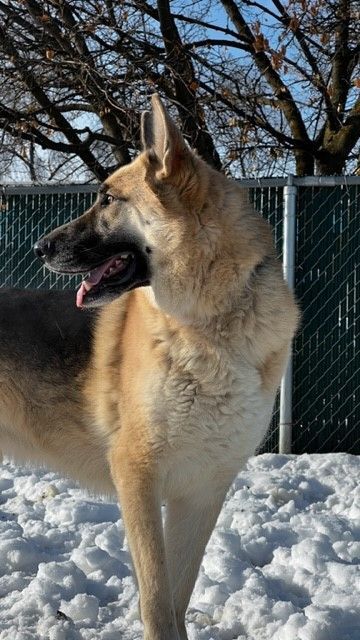 PAWKIE, an adopted German Shepherd Dog in Spokane, WA_image-2