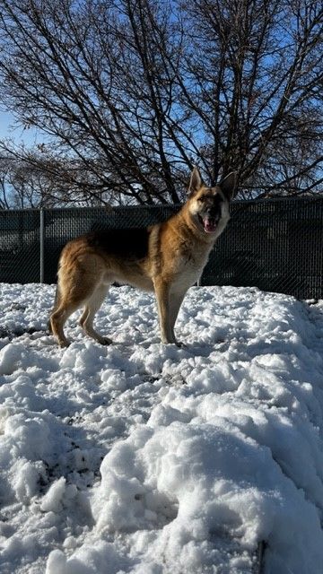 PAWKIE, an adopted German Shepherd Dog in Spokane, WA_image-3