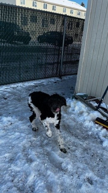 Milo, an adopted Labradoodle in Spokane, WA_image-1