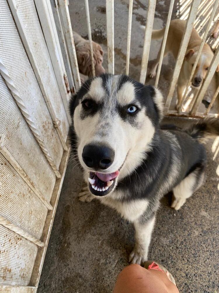 Dog for adoption - Cody, a Husky Mix in Vancouver, BC | Petfinder