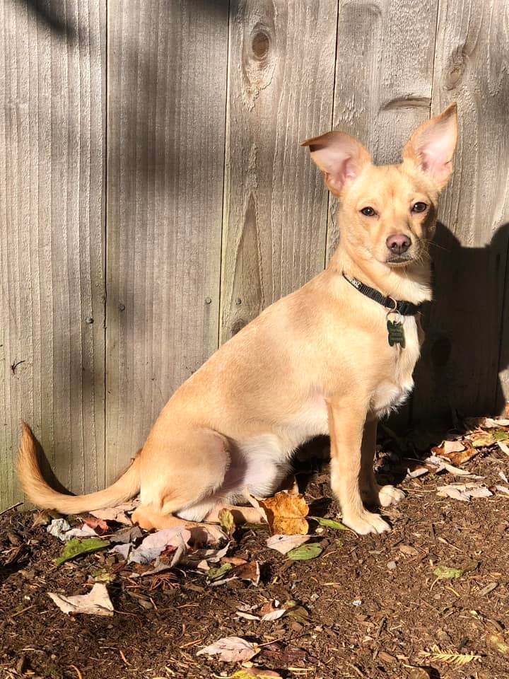 Almond, an adoptable Chihuahua Mix in Covington, WA_image-2