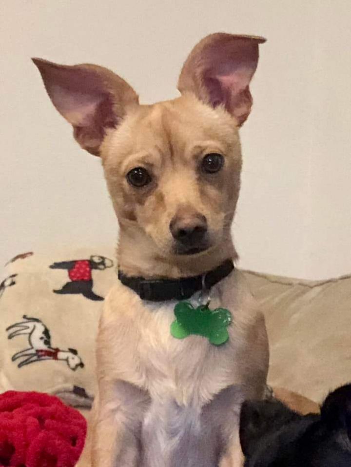 Almond, an adoptable Chihuahua Mix in Covington, WA_image-1