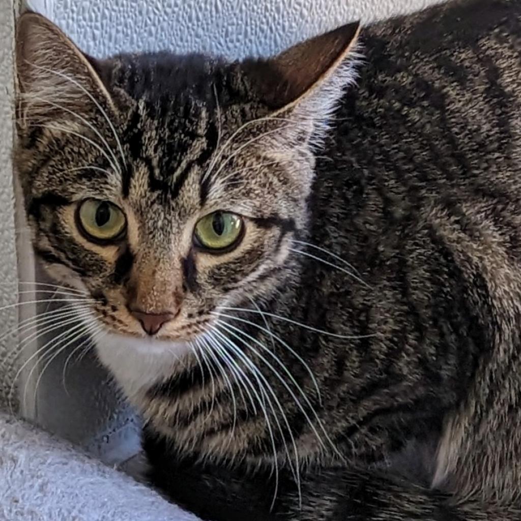 Gambit, an adoptable Domestic Short Hair in Brighton, MO, 65617 | Photo Image 6