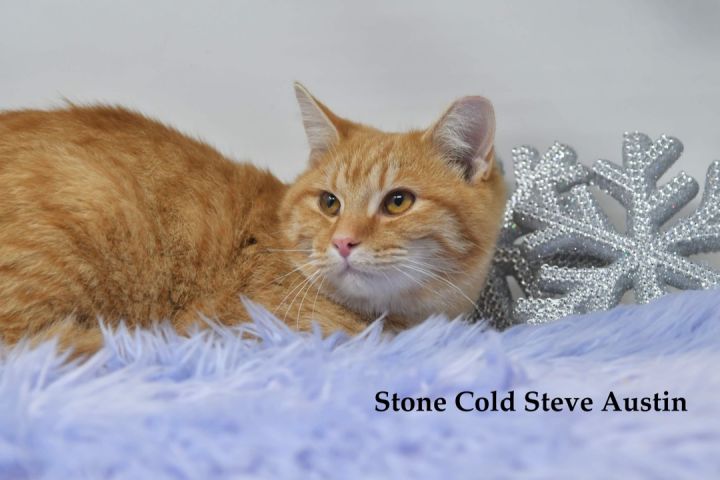 Stone Cold Steve Austin 1