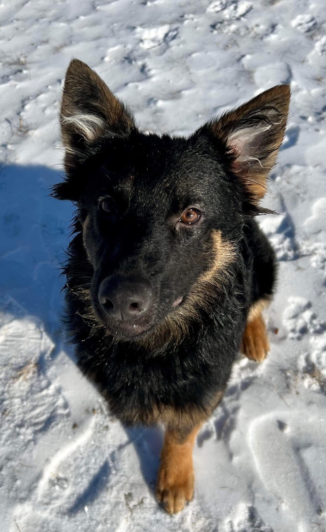 Vixen , an adopted German Shepherd Dog in Chicago, IL_image-6