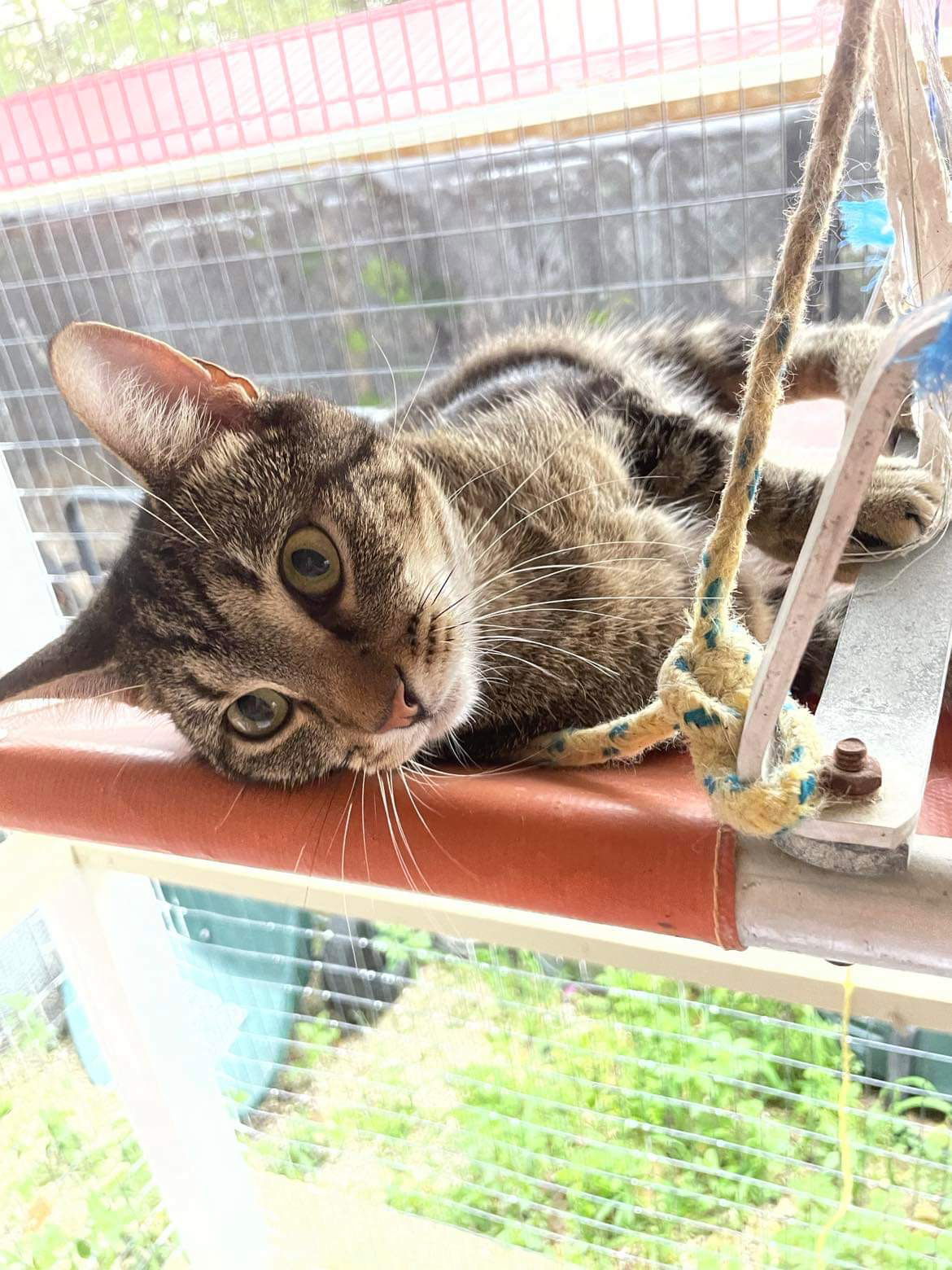 Tigger, an adoptable Tabby, American Shorthair in Stover, MO, 65078 | Photo Image 1