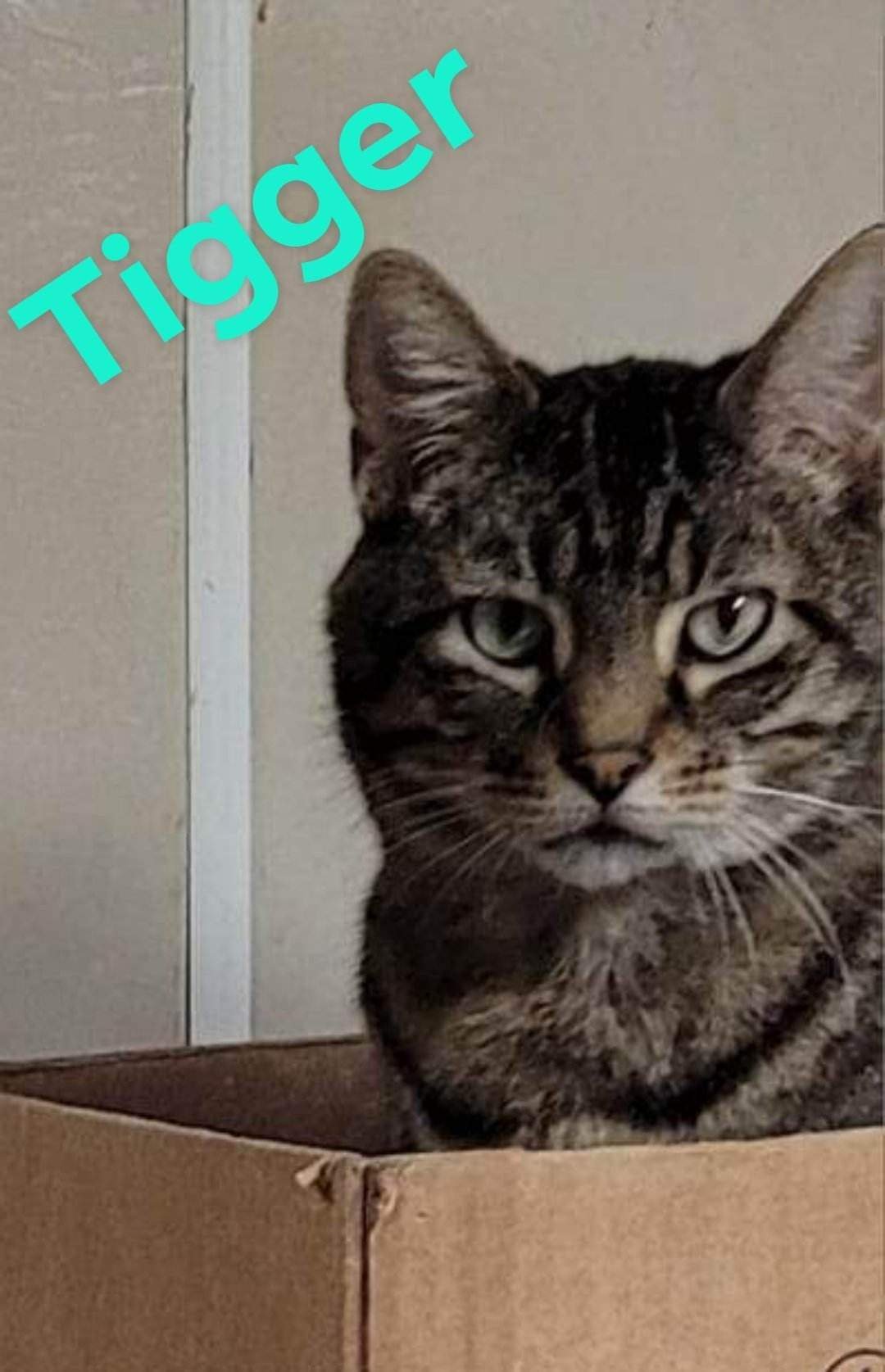 Tigger, an adoptable Tabby, American Shorthair in Stover, MO, 65078 | Photo Image 3