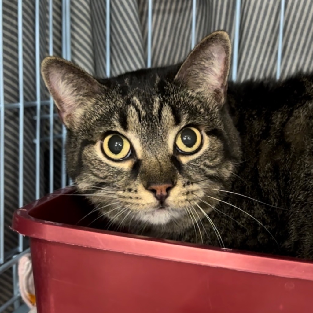 Camilla, an adoptable Domestic Short Hair in Ballwin, MO, 63011 | Photo Image 1