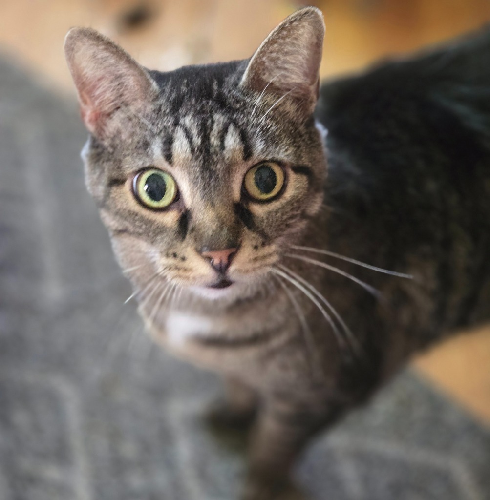 Camilla, an adoptable Domestic Short Hair in Ballwin, MO, 63011 | Photo Image 1