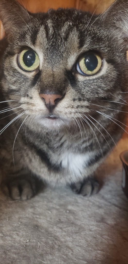 Camilla, an adoptable Domestic Short Hair in Ballwin, MO, 63011 | Photo Image 3